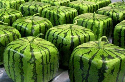 火热中国吃瓜网,揭秘娱乐圈幕后故事，带你领略网络舆论风云