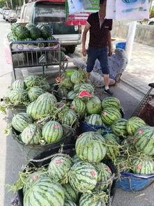 西藏网红吃瓜事件,揭秘网络舆论背后的真相与反思